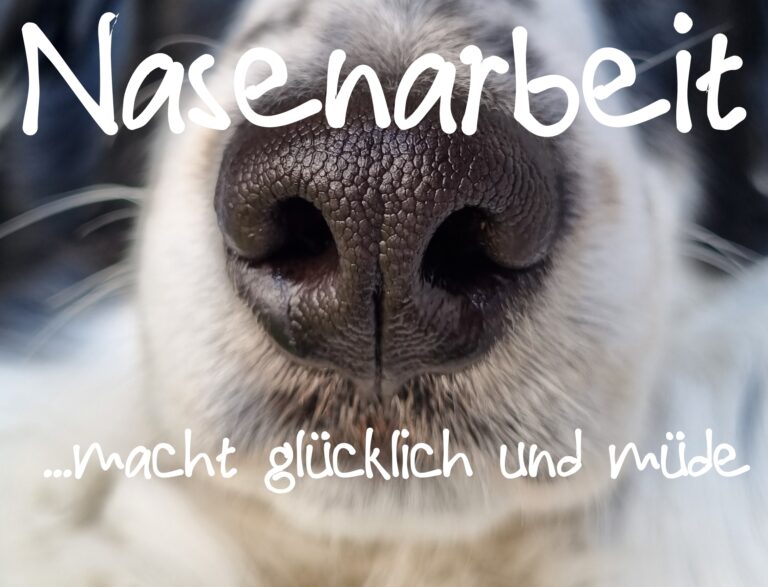 Schnüffelworkshop für Nasenarbeit