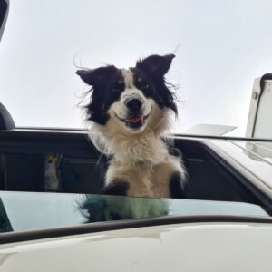 Krimiwanderung mit Hund