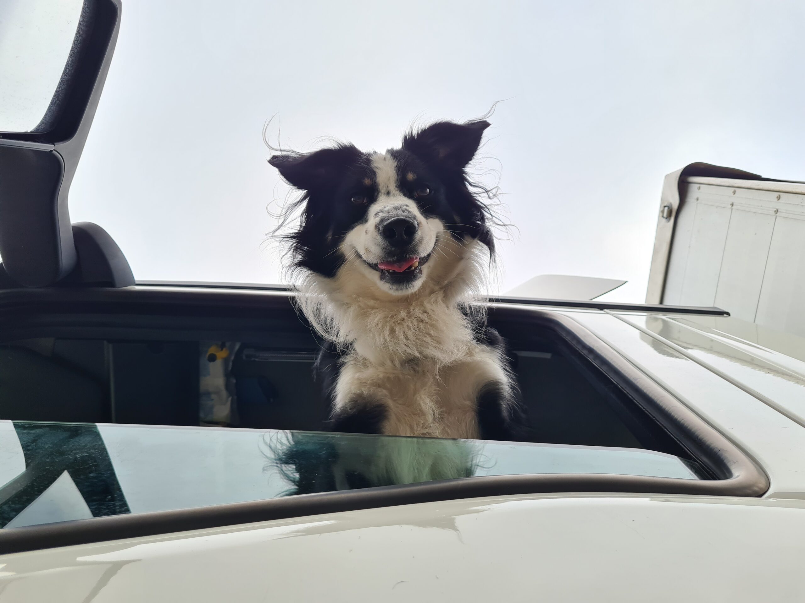 Krimiwanderung mit Hund