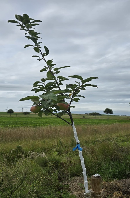 Ein junger Obstbaum mit Früchten auf dem Gelände in Kalme.